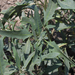 Atriplex patens - Photo (c) Chuangzao, μερικά δικαιώματα διατηρούνται (CC BY-NC), uploaded by Chuangzao