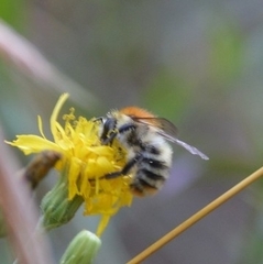 Bombus pascuorum