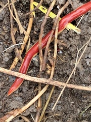 Arthurdendyus testaceus