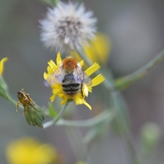 Bombus pascuorum