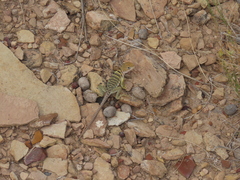 Crotaphytus collaris
