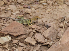 Crotaphytus collaris