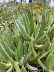 Carpobrotus chilensis