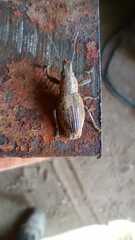 Naupactus xanthographus