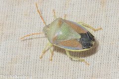 Piezodorus lituratus