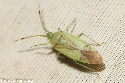 Hazel bug, photo 2 of 10