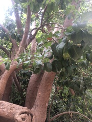 Ficus religiosa