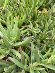 Carpobrotus chilensis