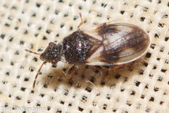Microplax plagiata