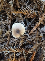 Lepiota rubrotinctoides
