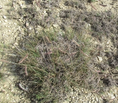 Bouteloua pectinata