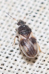 Microplax plagiata