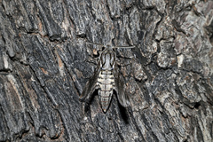 Agrius godarti