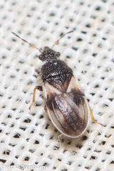 Microplax plagiata