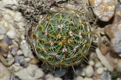 Hamatocactus setispinus