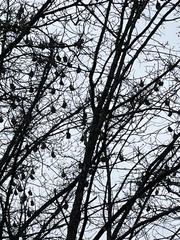 Pteropus poliocephalus