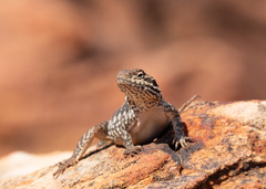 Ctenophorus modestus