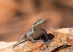 Ctenophorus modestus