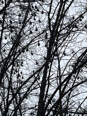 Pteropus poliocephalus