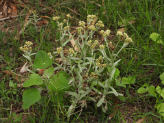 Pseudognaphalium affine
