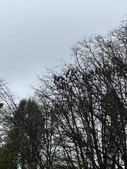 Pteropus poliocephalus