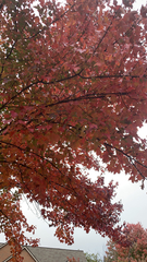 Liquidambar formosana