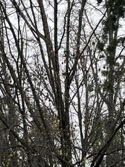 Pteropus poliocephalus