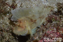 Taenianotus triacanthus