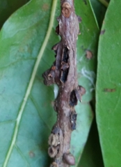 Kokkocynips difficilis