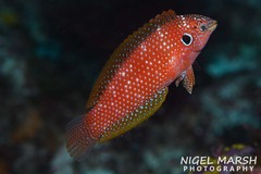 Black Leopard Wrasse photo 2