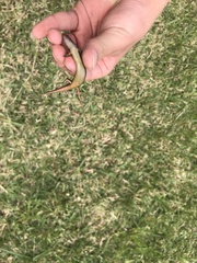Oligosoma aeneum