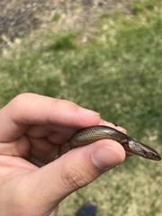 Oligosoma aeneum