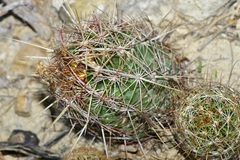 Thelocactus bicolor bicolor