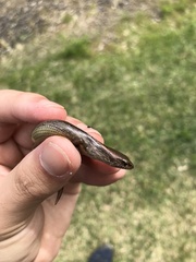 Oligosoma aeneum
