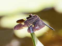 Rhyothemis princeps