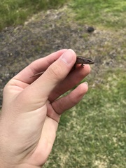 Oligosoma aeneum