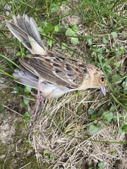 Ammodramus savannarum