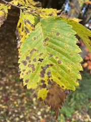 Phloeospora ulmi