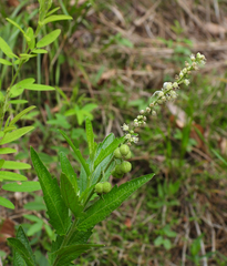 Speranskia tuberculata