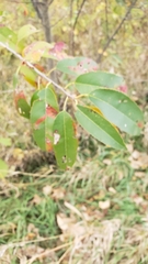 Prunus serotina
