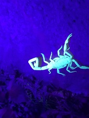 Centruroides sculpturatus