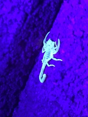 Centruroides sculpturatus