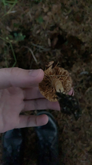 Pseudosperma sororium