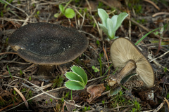 Melanoleuca angelesiana