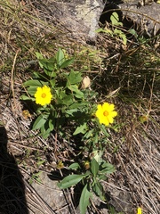 Coreopsis pubescens robusta