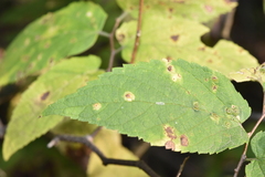 Pachypsylla celtidisvesicula
