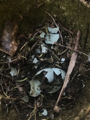 Turdus philomelos clarkei