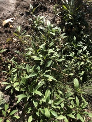 Coreopsis pubescens robusta