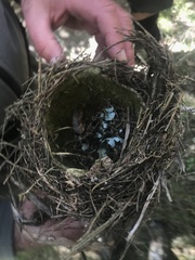 Turdus philomelos clarkei