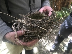 Turdus philomelos clarkei